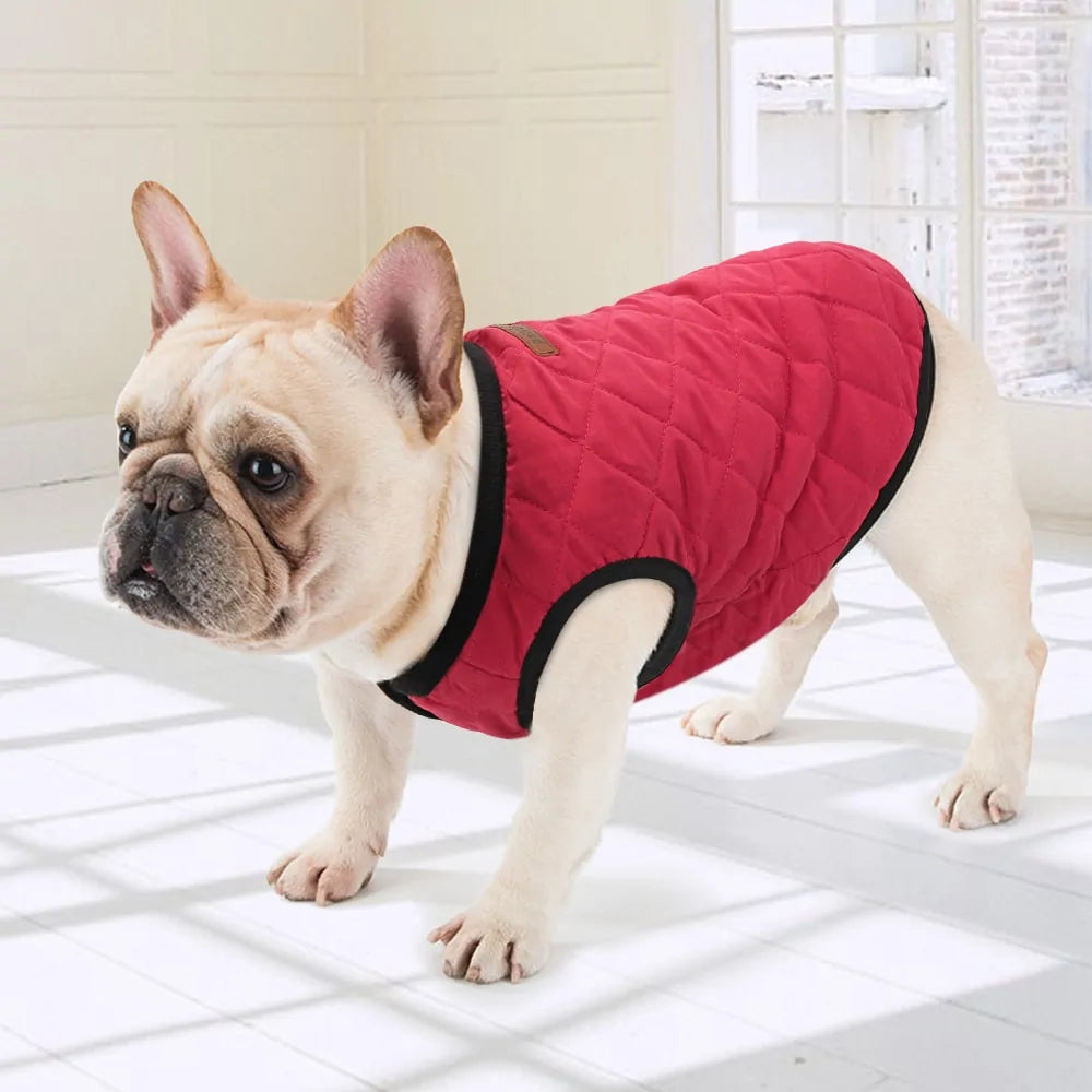 Warm And Stylish Pet Clothes